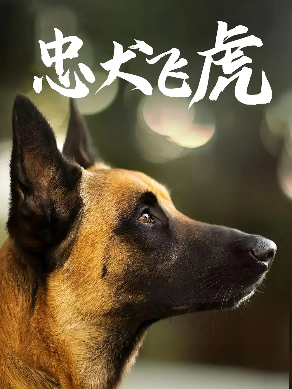 忠犬飞虎（33集）吴桂洲&谭镁纶海报